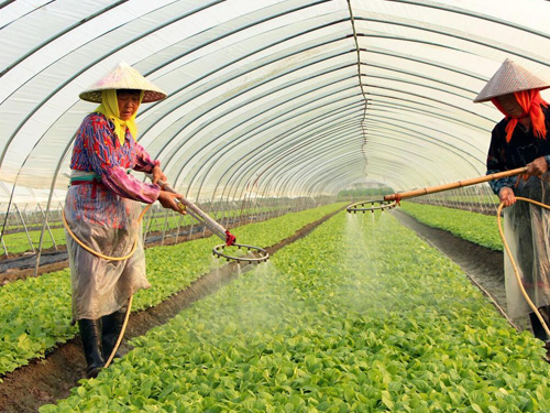 關于應對低溫雨雪(xuě)天氣保障蔬菜生産(chǎn)的技(jì )術指導意見